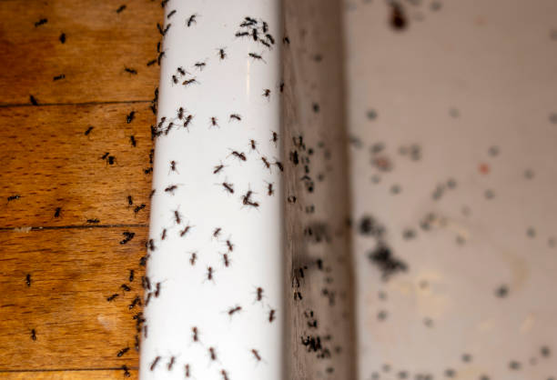 Best Insect Control  in Portland, IN