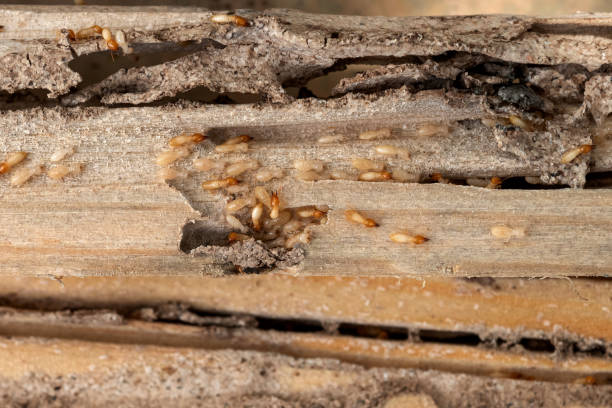 Best Wasp Removal Services  in Portland, IN